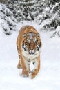 Wild siberian tiger Royalty Free Stock Photo