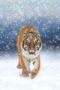 Wild siberian tiger Royalty Free Stock Photo