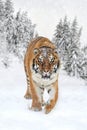 Wild siberian tiger