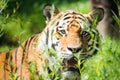 Wild siberian tiger in the jungle