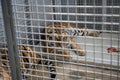 Wild Siberian tiger kept in cage inside a circus menagerie - animal abuse Royalty Free Stock Photo