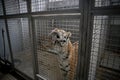 Wild Siberian tiger kept in cage inside a circus menagerie - animal abuse