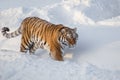 Wild siberian tiger is looking for its prey. Panthera tigris tigris Royalty Free Stock Photo