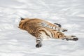 Wild siberian tiger is lying on the white snow. Animals in wildlife. Panthera tigris tigris Royalty Free Stock Photo