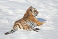 Wild siberian tiger is lying on the white snow. Animals in wildlife. Panthera tigris tigris. Royalty Free Stock Photo