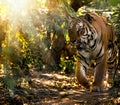 Wild Siberian tiger on nature Royalty Free Stock Photo