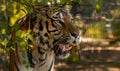 Wild Siberian tiger on nature Royalty Free Stock Photo