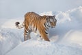 Wild siberian tiger is walking on the white snow. Panthera tigris tigris. Animals in wildlife Royalty Free Stock Photo