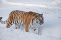 Wild siberian tiger is walking on the white snow. Panthera tigris tigris. Animals in wildlife Royalty Free Stock Photo