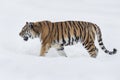 Wild siberian tiger is walking on a white snow and looking away. Amur tiger. Panthera tigris tigris. Royalty Free Stock Photo