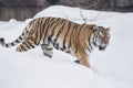 Wild siberian tiger is walking on a white snow and looking away. Amur tiger. Panthera tigris tigris. Royalty Free Stock Photo