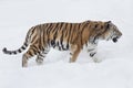 Wild siberian tiger is walking on a white snow and looking away. Royalty Free Stock Photo