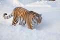 Wild siberian tiger is walking on a white snow. Panthera tigris tigris. Animals in wildlife. Royalty Free Stock Photo