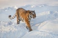 Wild siberian tiger is walking on a white snow. Panthera tigris tigris. Animals in wildlife Royalty Free Stock Photo
