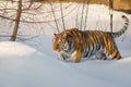 Wild siberian tiger is walking on the white snow. Panthera tigris tigris Royalty Free Stock Photo