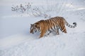 Wild siberian tiger is walking on the white snow in the park. Panthera tigris tigris. Animals in wildlife Royalty Free Stock Photo