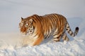 Wild siberian tiger is walking on the white snow in the park. Panthera tigris tigris. Animals in wildlife Royalty Free Stock Photo