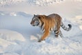 Wild siberian tiger is walking on the white snow in the park. Panthera tigris tigris. Animals in wildlife Royalty Free Stock Photo