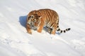 A wild siberian tiger walks on white snow. Royalty Free Stock Photo