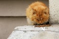 Wild sick stray red cat on the street is eating animal food. Help homeless animals. The problem of abandoned and Royalty Free Stock Photo