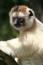 Wild sifaka lemur, Madagascar Royalty Free Stock Photo