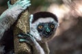 Wild sifaka lemur, Verreaux sifaka, portrait, endemic,rare,andangered, Madagascar. Royalty Free Stock Photo