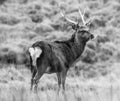 Wild Sika Deer Royalty Free Stock Photo