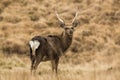 Wild Sika Deer Royalty Free Stock Photo