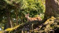 Wild Sika deer in Nara Park. Cervus nippon during pink cherry blossom spring Royalty Free Stock Photo