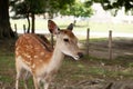 Wild sika deer in Nara park, Japan Royalty Free Stock Photo