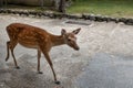 Wild sika deer in Nara park, Japan Royalty Free Stock Photo