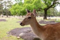 Wild sika deer in Nara park, Japan Royalty Free Stock Photo