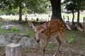 Wild sika deer in Nara park, Japan Royalty Free Stock Photo