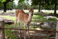 Wild sika deer in Nara park, Japan Royalty Free Stock Photo