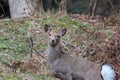 Wild sika deer in watching,Japan Royalty Free Stock Photo