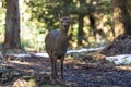 Wild sika deer in watching in Japanese forest. Royalty Free Stock Photo