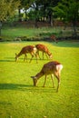 Sika deers in Nara Park, Japan