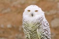 Wild silent raptor bird white snowy owl Royalty Free Stock Photo