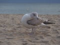 Wild Silver Seagull / Larus argentatus /