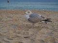 Wild Silver Seagull / Larus argentatus /