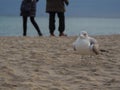 Wild Silver Seagull on the sandy beach in Sopot