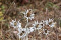 Wild silver thistle