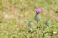 Wild silymarin flower. The main ingredient of liver drugs Royalty Free Stock Photo