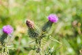 Wild silymarin flower. The main ingredient of liver drugs Royalty Free Stock Photo