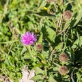 Wild silymarin flower. The main ingredient of liver drugs Royalty Free Stock Photo