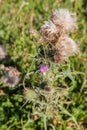 Wild silymarin flower. The main ingredient of liver drugs Royalty Free Stock Photo