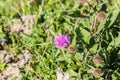 Wild silymarin flower. The main ingredient of liver drugs