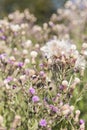 Wild silymarin flower. The main ingredient of liver drugs