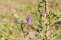 Wild silymarin flower. The main ingredient of liver drugs Royalty Free Stock Photo