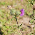 Wild silymarin flower. The main ingredient of liver drugs